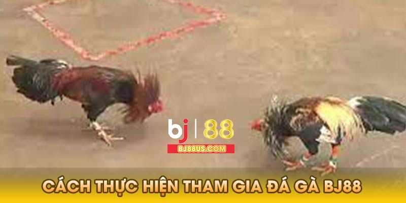 Cách thực hiện tham gia đá gà Bj88