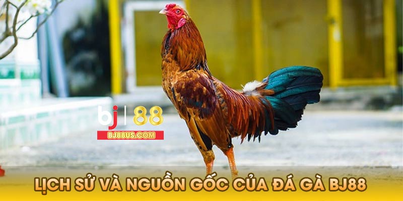 Lịch sử và nguồn gốc của đá gà Bj88