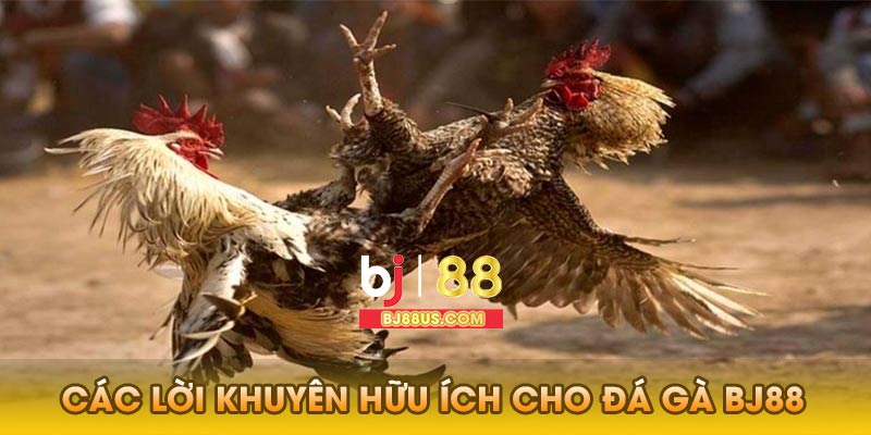 Các lời khuyên hữu ích cho đá gà Bj88
